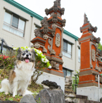 【ラブドッグリゾート】 愛犬お宿伊豆高原