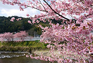 本州一開花の早い「河津桜」