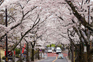 伊豆高原 桜並木