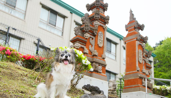 【伊豆高原】愛犬と遊べる温泉リゾートホテル 愛犬お宿 伊豆高原