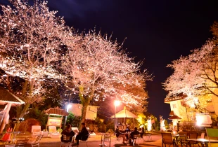 画像:夜桜バー